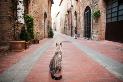 Rear view of cat sitting on footpath amidst buildings in city
