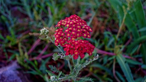 Close-up of red flowers blooming outdoors