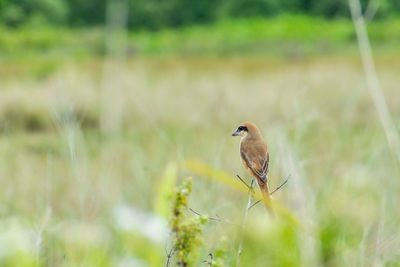 Tiger shrike perching	
