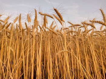 Close-up of wheat growing on field against sky