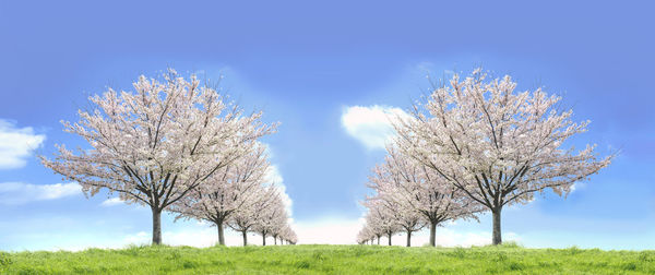 Cherry blossom tree on field against blue sky