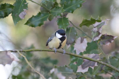 Bird perching on branch