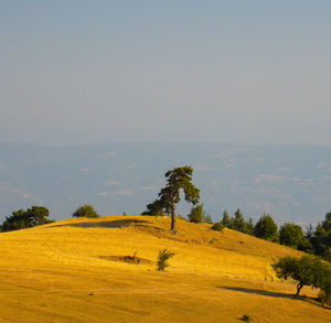 Trees on field against sky