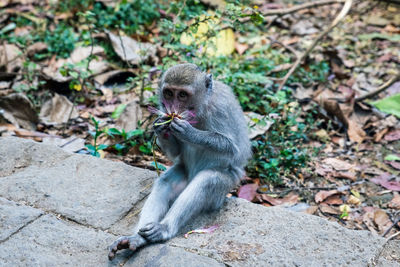 View of monkey sitting and sniffing a flower