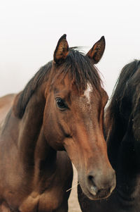 Close-up of a horse