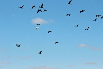 Low angle view of birds flying in sky