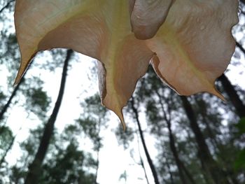 Low angle view of leaves on tree during winter