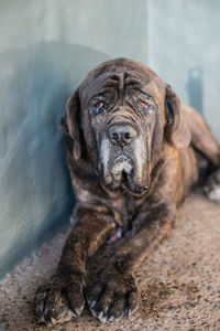 Portrait of a dog resting