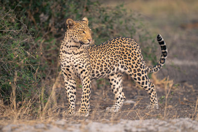 Cheetah standing on field