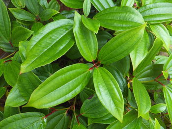 Full frame shot of green leaves