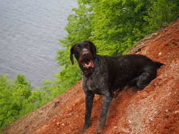 Hunting dog of the german breed , in nature. high quality photo. brown smooth-haired in the field