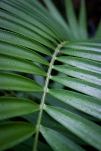 Close-up of leaf