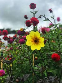 Close-up of red flowering plants