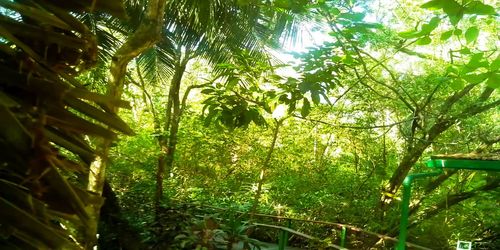 Low angle view of bamboo trees in forest