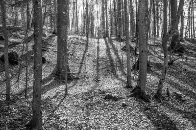 Trees growing in forest