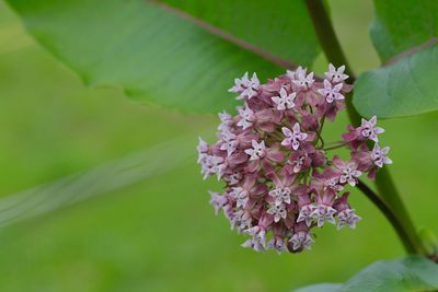 Close-up of pink flowering plant