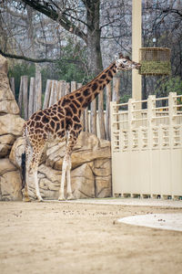 View of a giraffe in enclosure