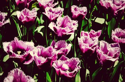 Close-up of pink flowers