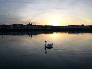 Swans swimming in lake against sky during sunset