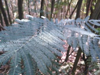 Close-up of fern in forest