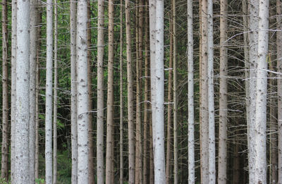 Pine trees in forest