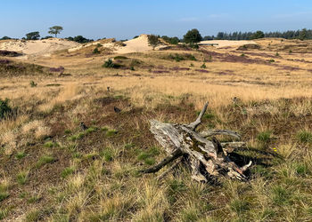 View of sheep on field