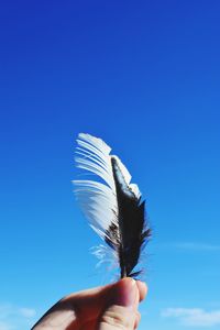 Close-up of hand holding bird against clear blue sky