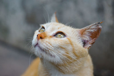 Close-up of cat looking up