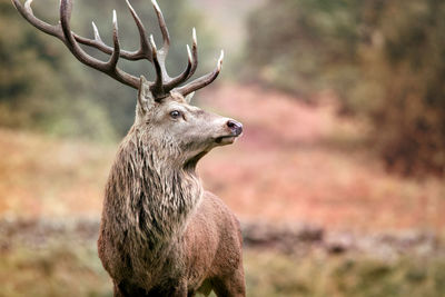 Deer standing on field