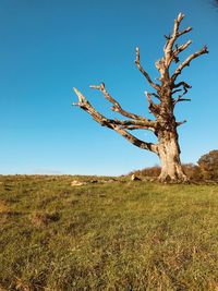 Dead tree on field against clear blue sky