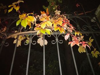 Low angle view of flowers hanging on branch