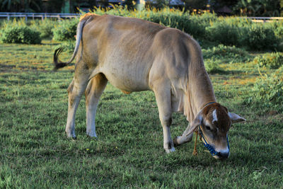 Horse grazing in field