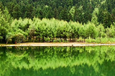 Reflection of trees in calm lake