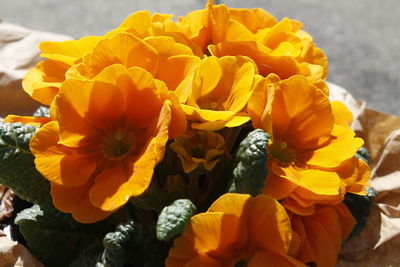 Close-up of yellow flowers blooming outdoors