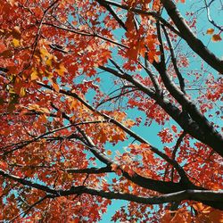 Low angle view of trees against sky