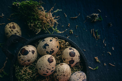 High angle view of quail eggs