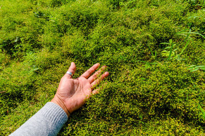 Close-up of hand on grass