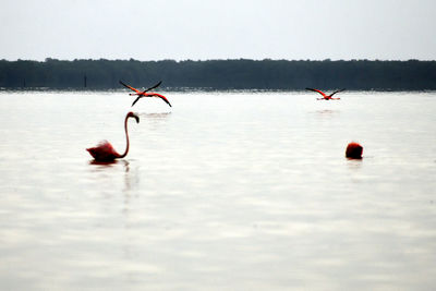 Flamingos standing in shallow water at ría celestún, yucatán, méxico.