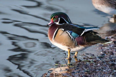 Close-up of a bird