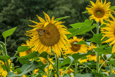 Close-up of honey bee on sunflower