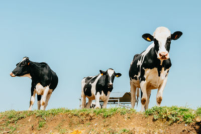 Cows standing in a field