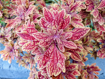 Close-up of pink flowering plant