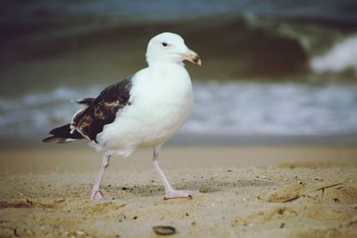 Close-up of seagull perching on beach