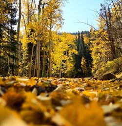 Surface level of yellow leaves on road amidst trees during autumn