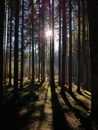 Sunlight streaming through trees in forest