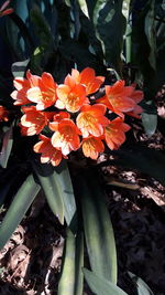 Close-up of flowers blooming outdoors