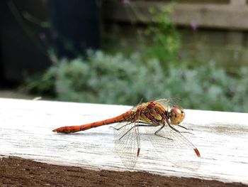 Close-up of dragonfly on wooden table