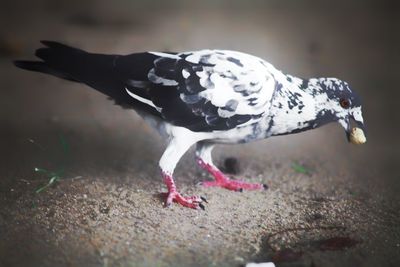 Close-up of a bird flying