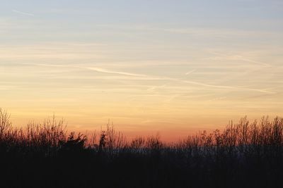 Silhouette plants on field against sky during sunset