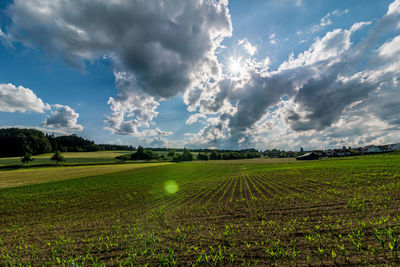 Scenic view of agricultural field against sky